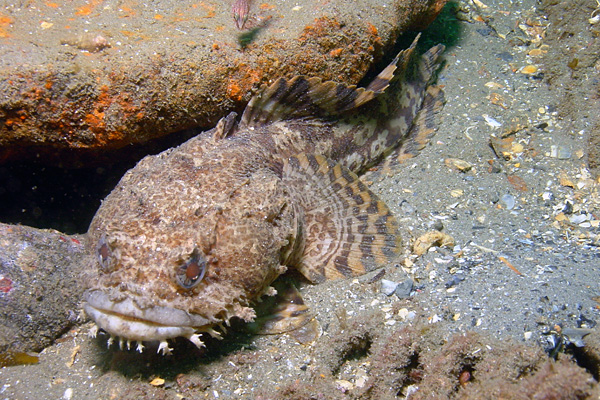 oyster-toadfish-pictures-images-of-opsanus-tau